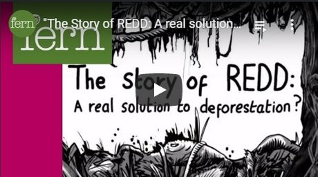 2012-04-24-biomassmurder-org-the-story-of-redd-a-real-solution-to-deforestation-fern-english