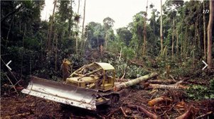 BioMassMurder Petition EU Act on Deforestation Now